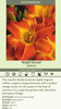 Hemerocallis BRIGHT SUNSET 25 BR Plants