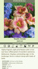 Hemerocallis EXOTIC CANDY 25 BR Plants