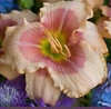 Hemerocallis EXOTIC CANDY 25 BR Plants