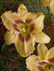 Hemerocallis EYES OF FURY 25 BR Plants