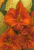 Hemerocallis FIRE KING 25 BR Plants