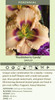 Hemerocallis HUCKLEBERRY CANDY 25 BR Plants
