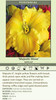Hemerocallis MAJESTIC MOVE 25 BR Plants