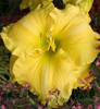 Hemerocallis MAJESTIC MOVE 25 BR Plants