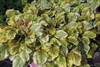 Ajuga r Golden Glow 30ct Flat