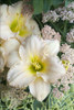 Hemerocallis PEWTER PINK 25 BR Plants