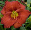 Hemerocallis RED RAZZMATAZZ 25 BR Plants