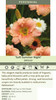 Hemerocallis SOFT SUMMER NIGHT 25 BR Plants