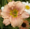 Hemerocallis SOFT SUMMER NIGHT 25 BR Plants