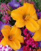 Hemerocallis SPELLBINDER 25 BR Plants