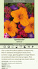 Hemerocallis SPELLBINDER 25 BR Plants