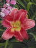 Hemerocallis STOLEN TREASURE 25 BR Plants