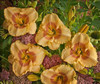 Hemerocallis SUMMER BLUSH 25 BR Plants