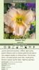 Hemerocallis SWEET TART 25 BR Plants