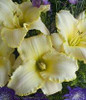 Hemerocallis WEDDING BAND 25 BR Plants