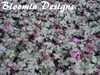 Heuchera Amethyst Myst 20ct Flat