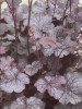 Heuchera Amethyst Myst 20ct Flat