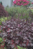 Heuchera Amethyst Myst 20ct Flat
