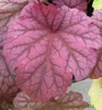 Heuchera Berry Smoothie PP21871 20ct Flat