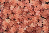 Heuchera Christa PP20764 20ct Flat