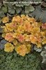 Heuchera Christa PP20764 20ct Flat