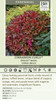Heuchera DOLCE CINNAMON CURLS TM Inheureu PPAF 20ct Flat