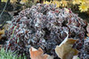 Heuchera Hollywood PP1712920ct Flat
