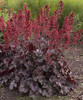 Heuchera Hollywood PP1712920ct Flat