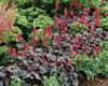 Heuchera Hollywood PP1712920ct Flat