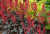 Heuchera Hollywood PP1712920ct Flat