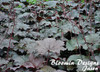 Heuchera m Palace Purple 30ct Flat