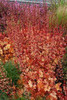 Heuchera Marmalade PP1594520ct Flat