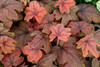 Heucherella Sweet Tea PP21296 20ct Flat
