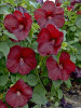 Hibiscus Heartthrob PPAF 25 BR Plants