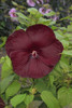 Hibiscus Heartthrob PPAF 25 BR Plants