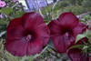 Hibiscus Heartthrob PPAF 25 BR Plants