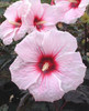 Hibiscus Kopper King PP10793 25 BR Plants