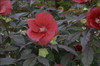 Hibiscus Midnight Marvel PP24079 25 BR Plants
