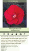Hibiscus Midnight Marvel PP24079 25 BR Plants
