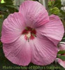 Hibiscus moscheutos Pink Elephant PP21883 25 BR Plants