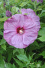 Hibiscus SUMMERIFIC Berrylicious PPAF 25 BR Plants