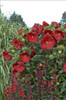 Hibiscus var Cranberry Crush PP21984 25 BR Plants