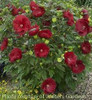 Hibiscus var Cranberry Crush PP21984 25 BR Plants