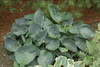 Hosta ABIQUA DRINKING GOURD 20ct Flat