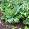 Hosta 'Abiqua Drinking Gourd' (20)ct Flat