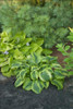 Hosta AfterGlow PPAF 20ct Flat