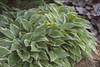 Hosta ALLAN P MCCONNELL 25 BR Plants