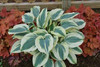 Hosta BLUE IVORY PP19623 20ct Flat