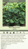 Hosta BLUE MOUSE EARS 20ct Flat