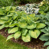 Hosta 'Brother Stefan' (20)ct Flat